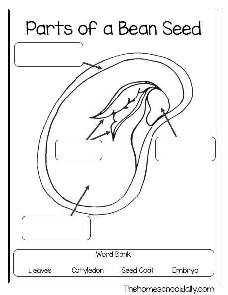 diagram parts of a seed