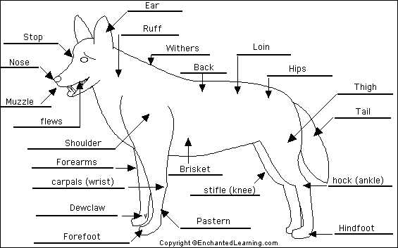 dog body parts diagram