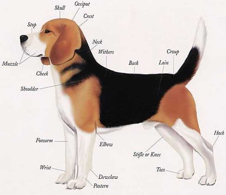 dog body parts diagram