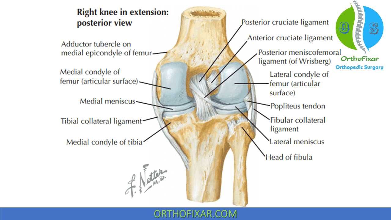 knee parts diagram