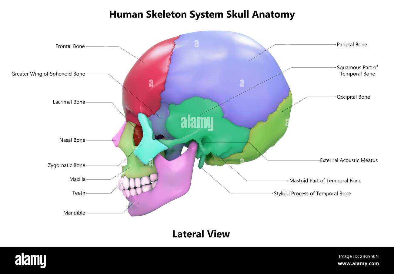 parts of the skull diagram