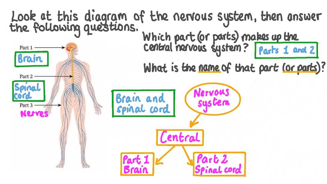 nervous system parts diagram