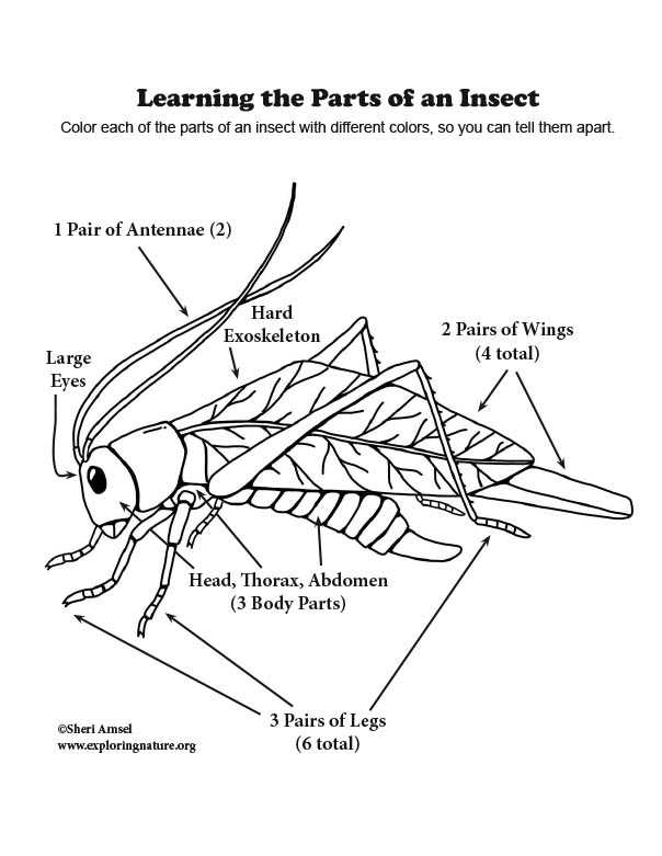 simple diagram of insect body parts