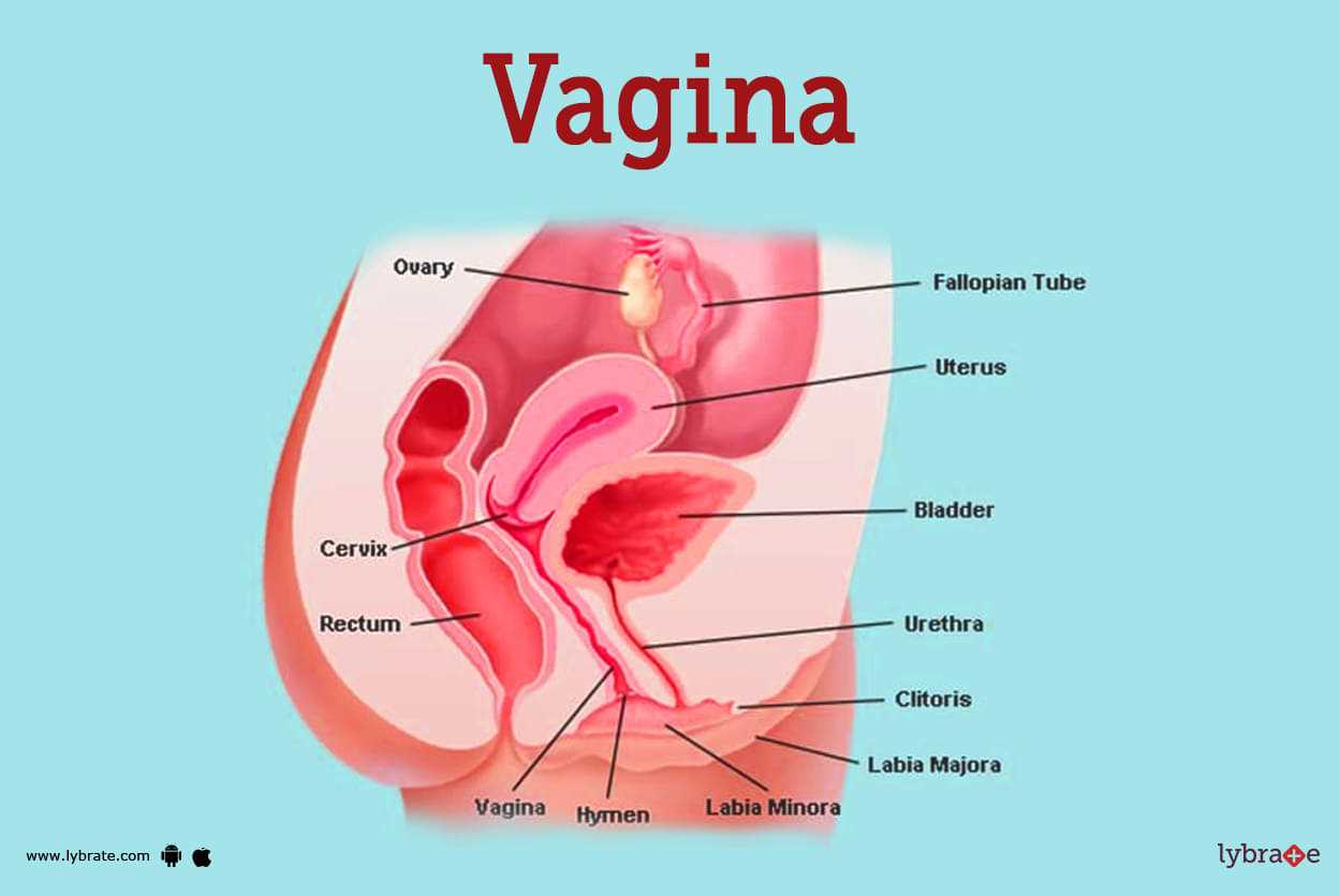 parts of vulva diagram