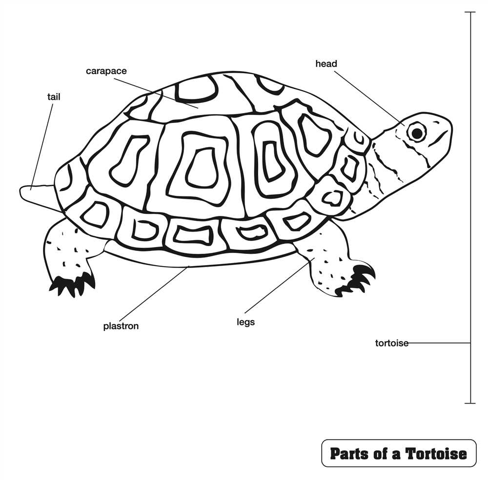 turtle body parts diagram