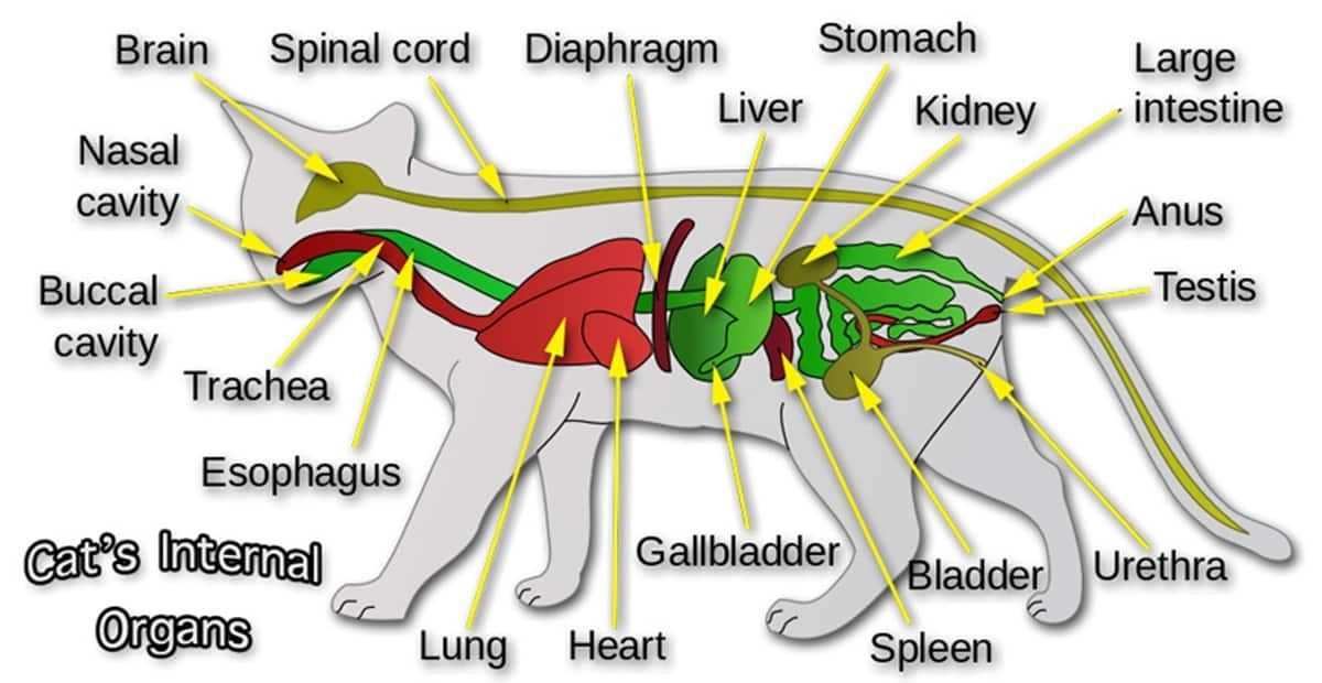 female cat body parts diagram