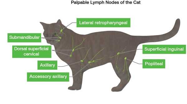 female cat body parts diagram