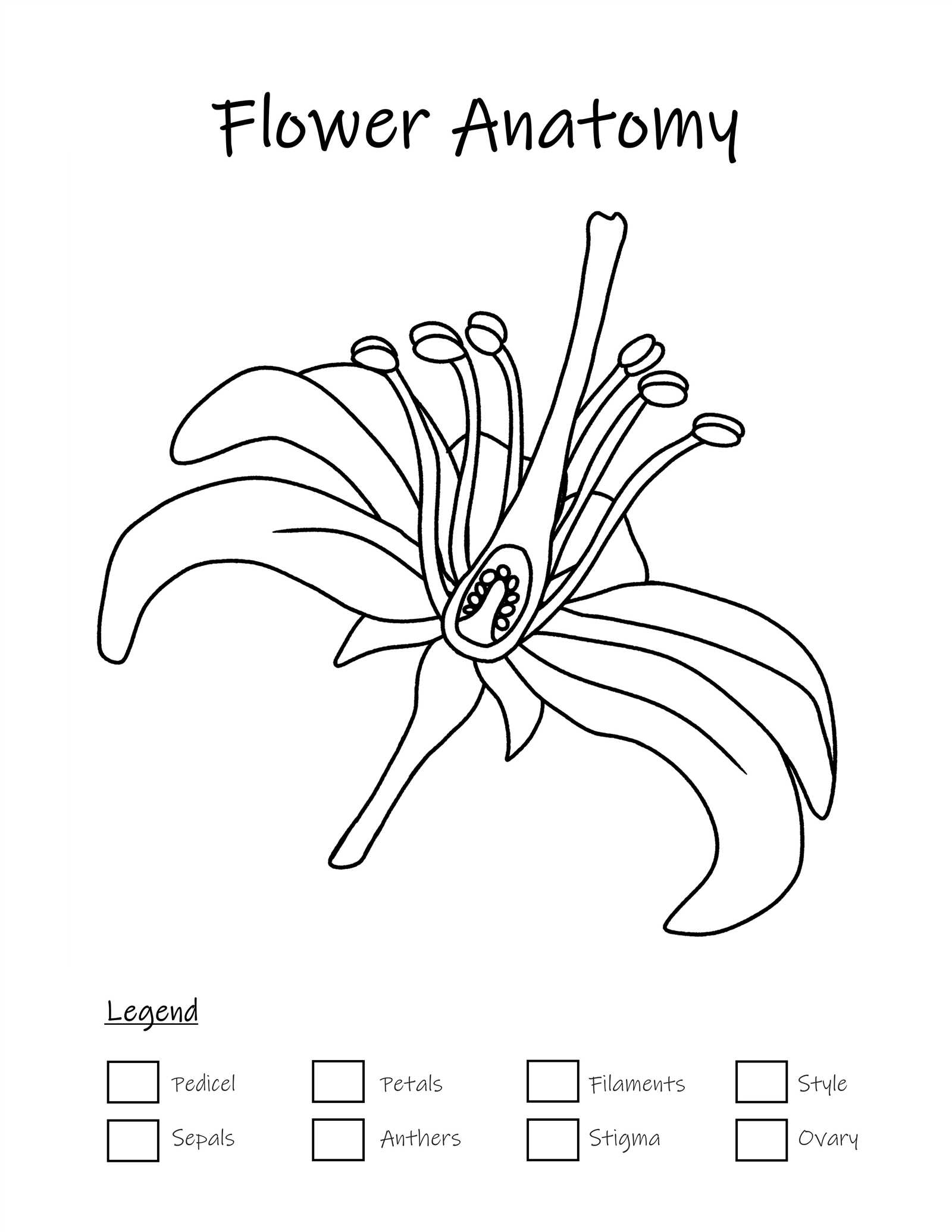 flower parts diagram worksheet