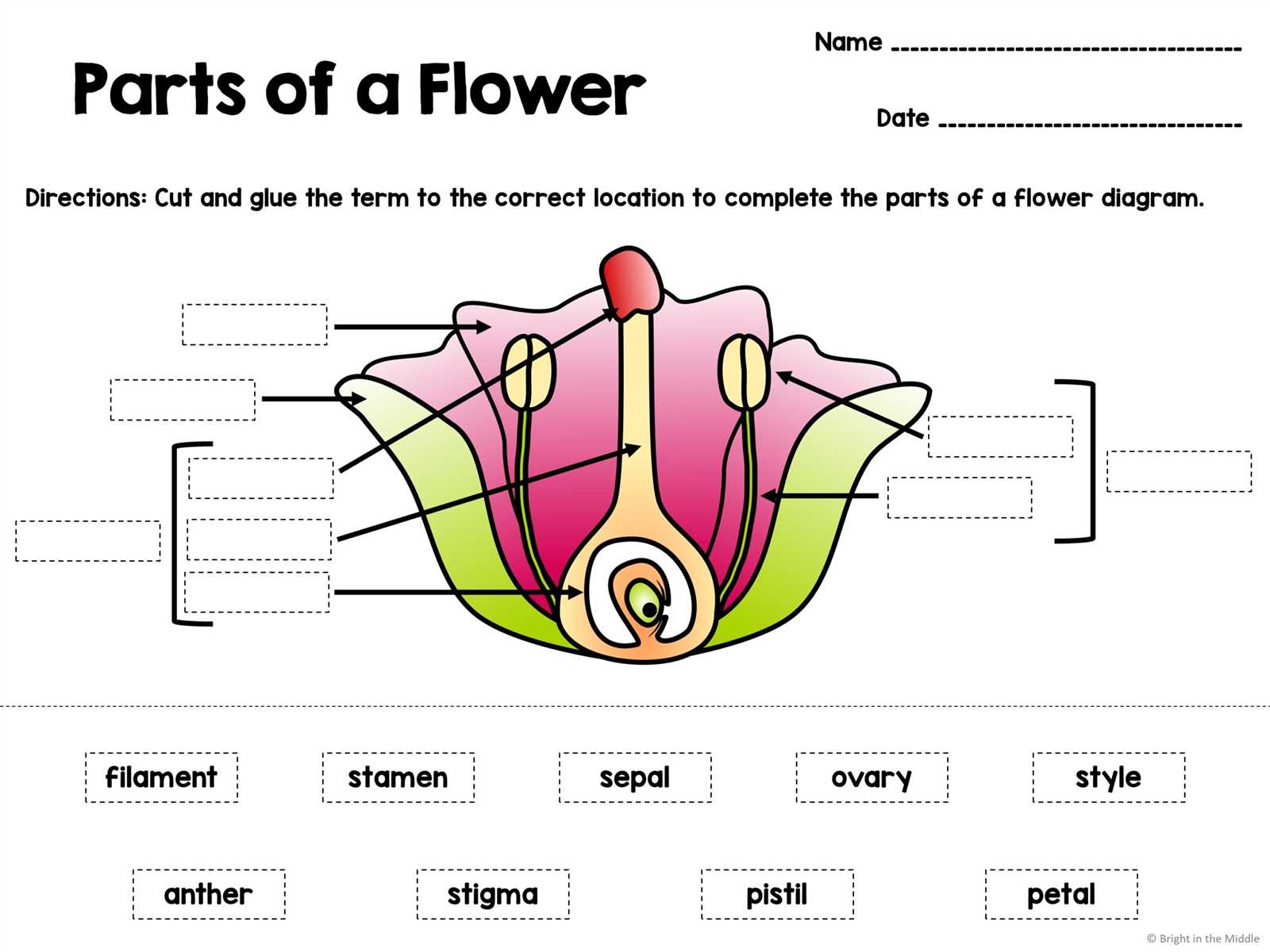 flower parts diagram worksheet