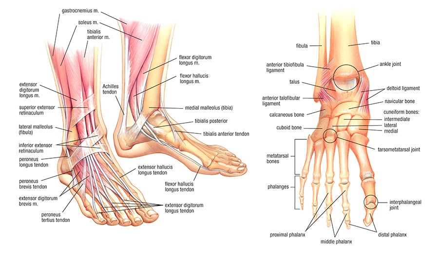 foot diagram body parts