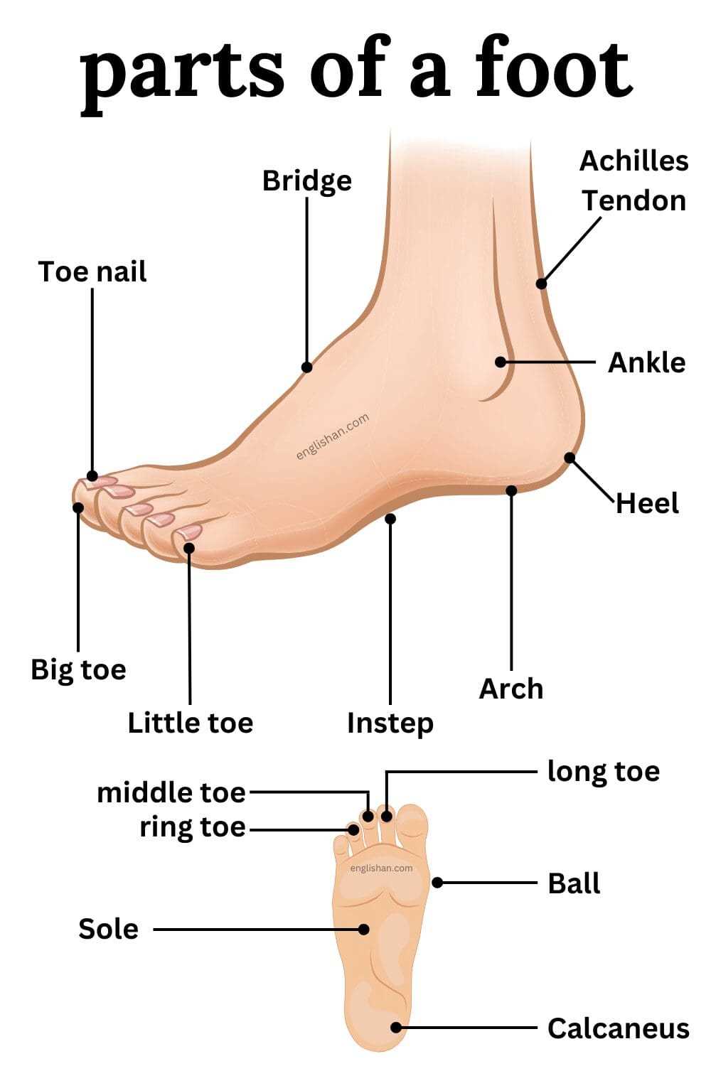 foot diagram body parts