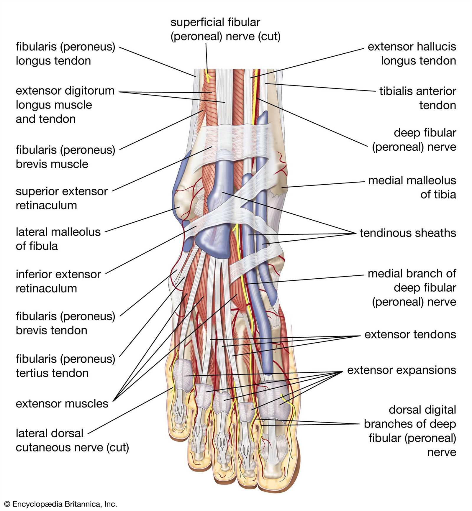 foot diagram body parts