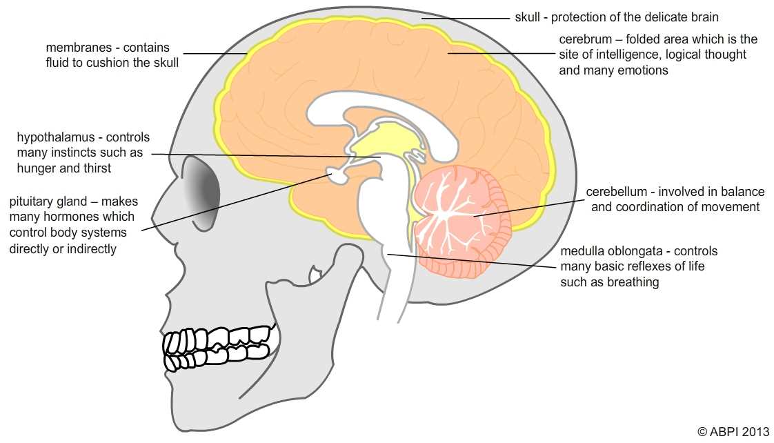 parts of the nervous system diagram