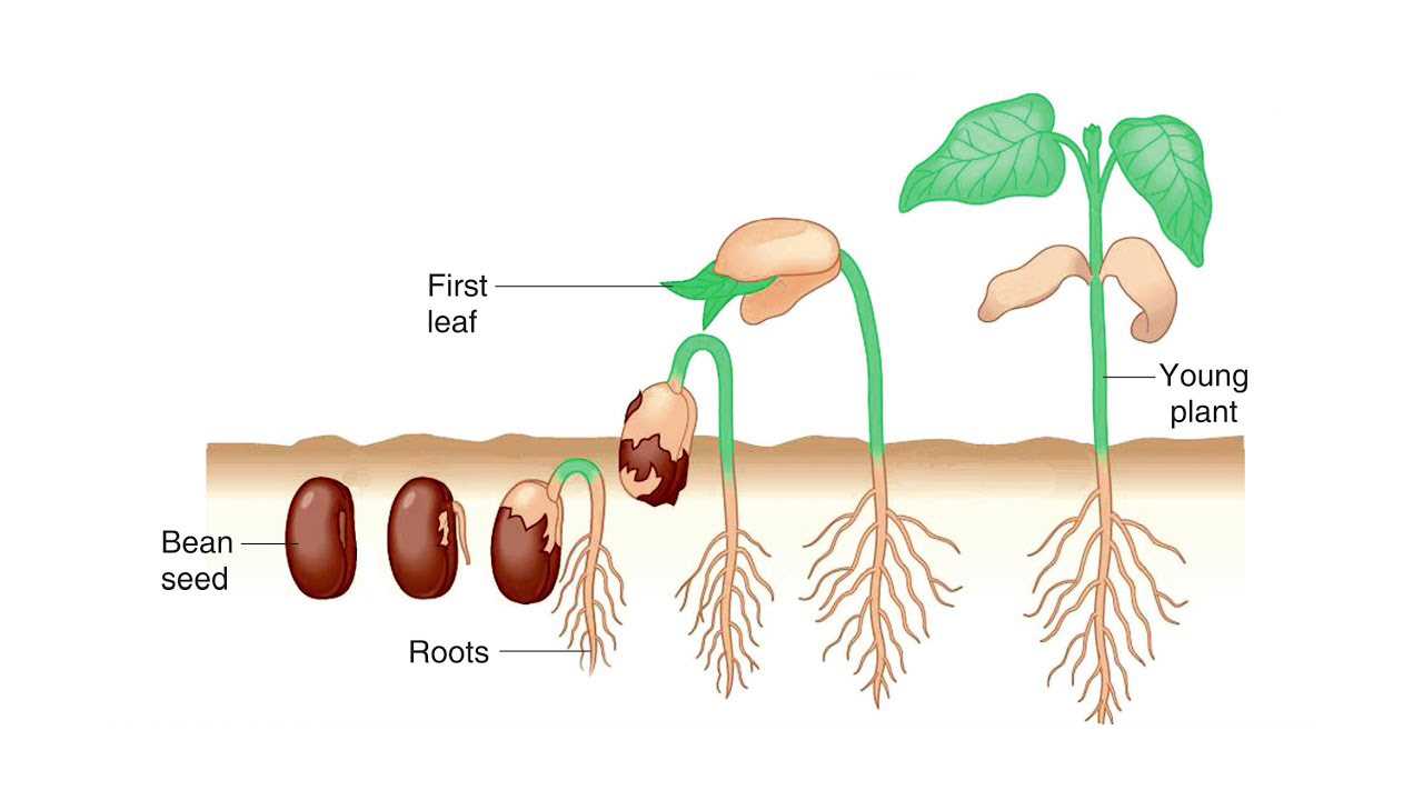 diagram parts of a seed