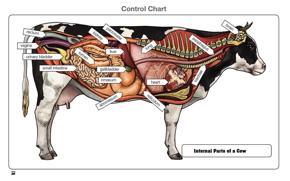 parts of the cow diagram