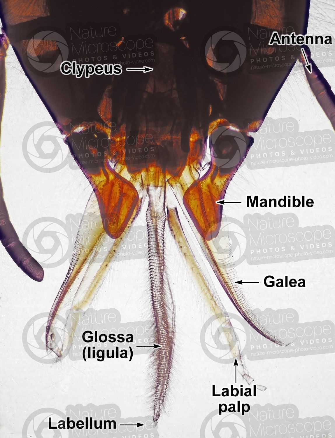 honey bee mouth parts diagram