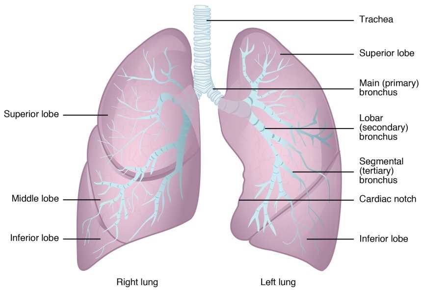 lung parts diagram