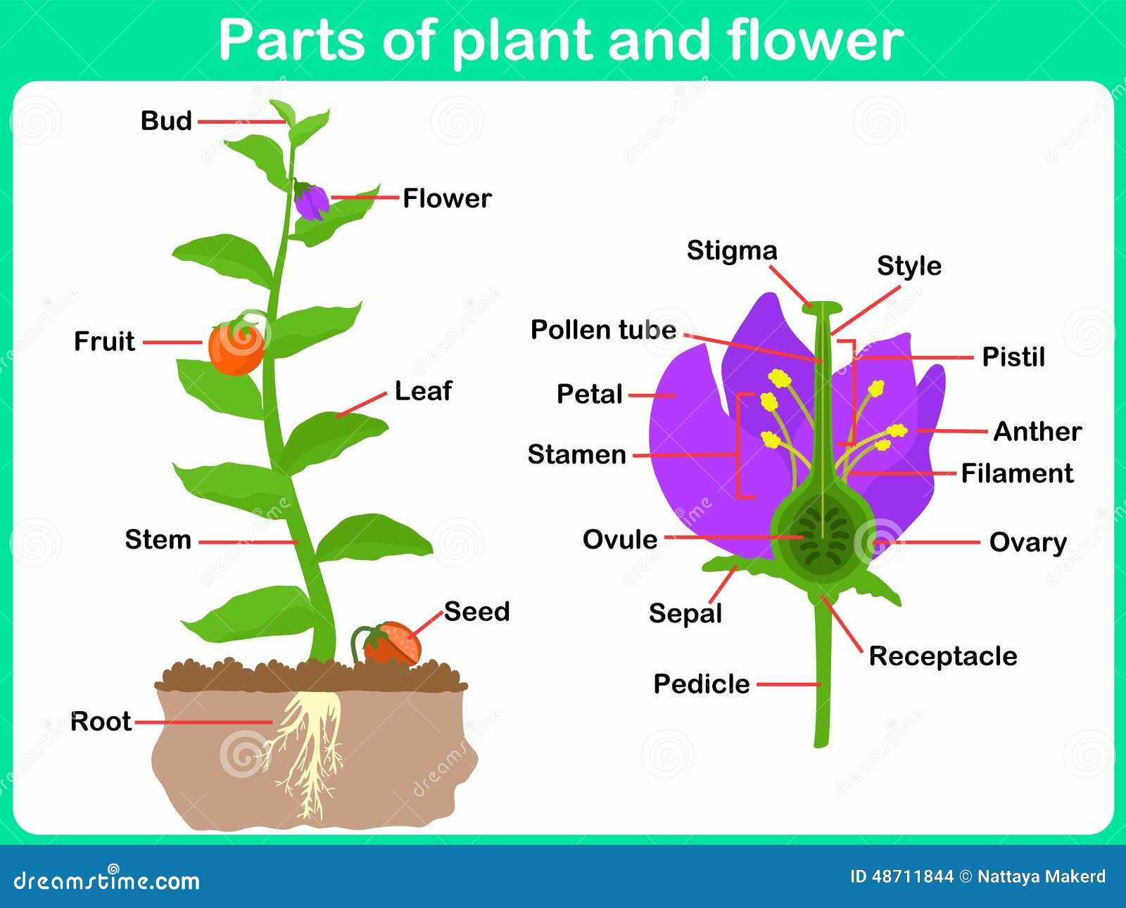 plant parts diagram worksheet