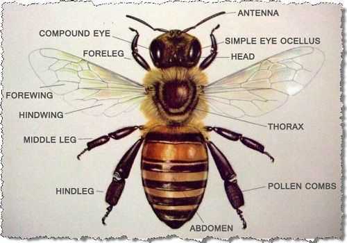 bee body parts diagram