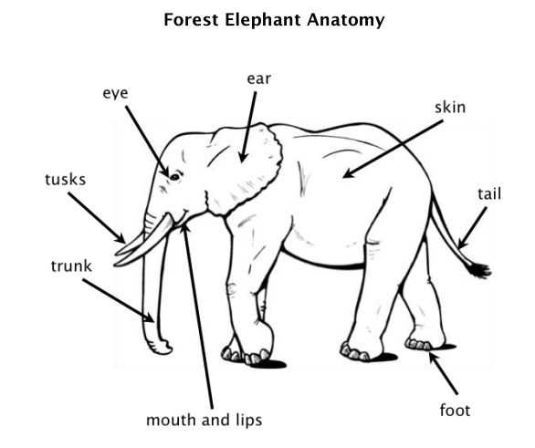 elephant body parts diagram