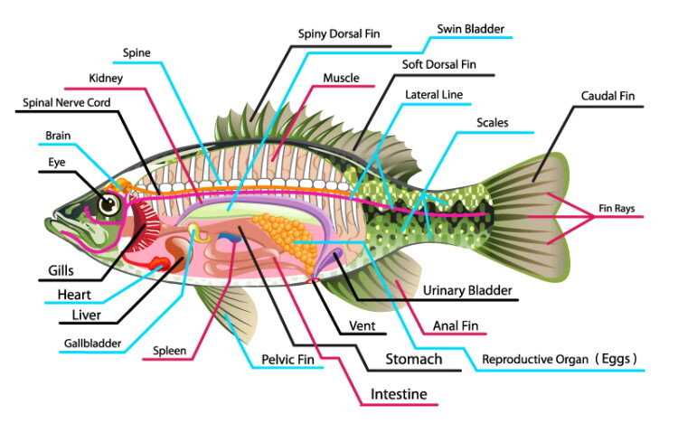 diagram of a fish and its parts