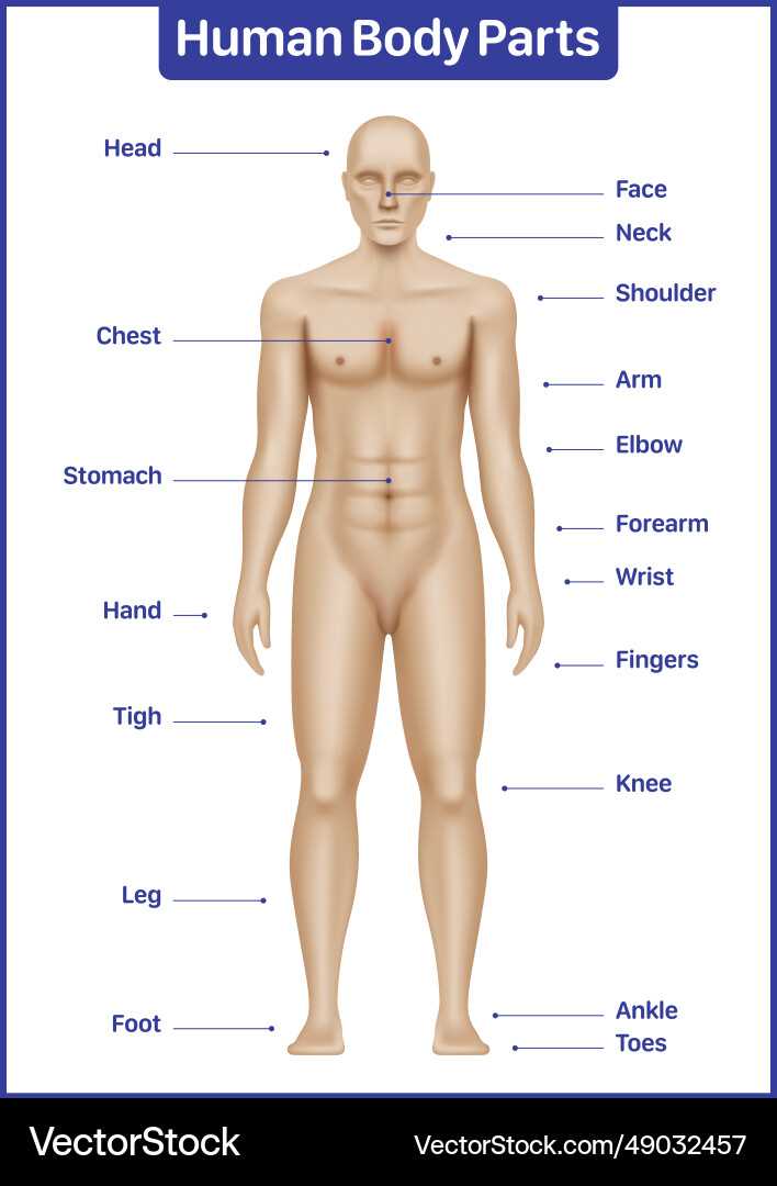 foot diagram body parts