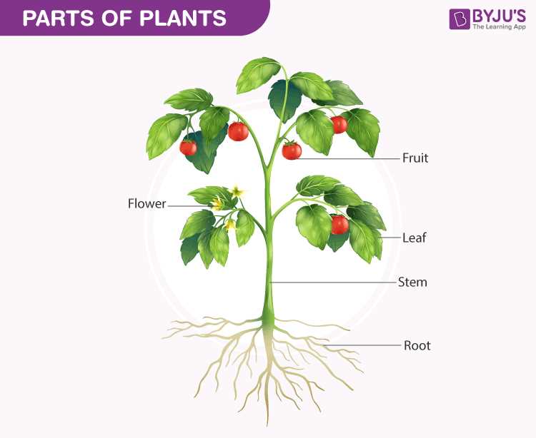 parts of a flower diagram quiz