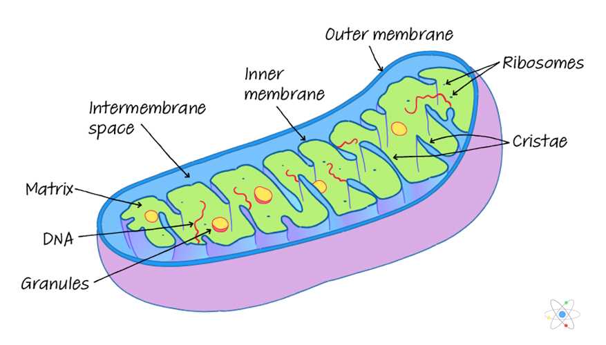 mitochondria diagram with parts