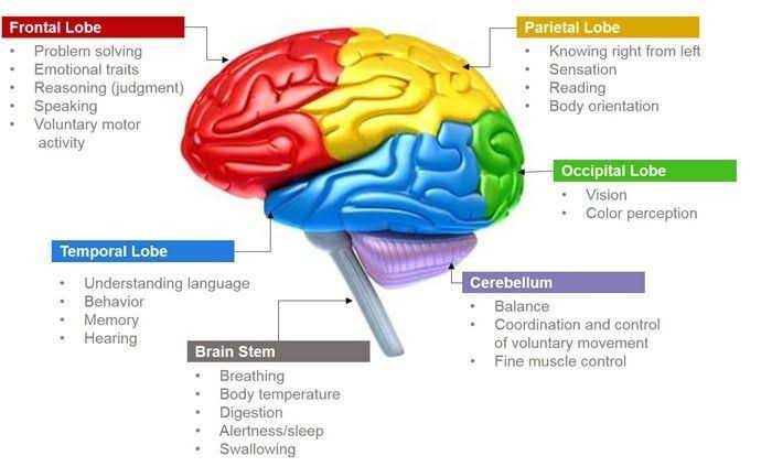 brain parts and functions diagram