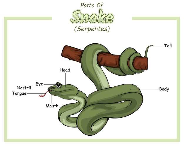 snake body parts diagram