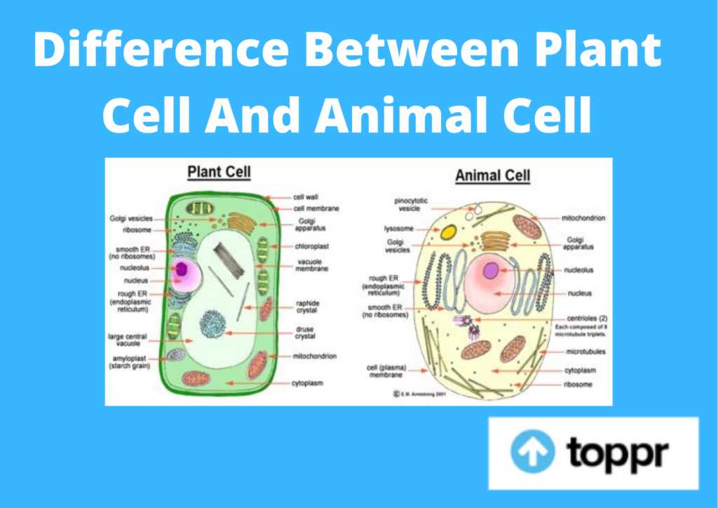 animal cell diagram parts