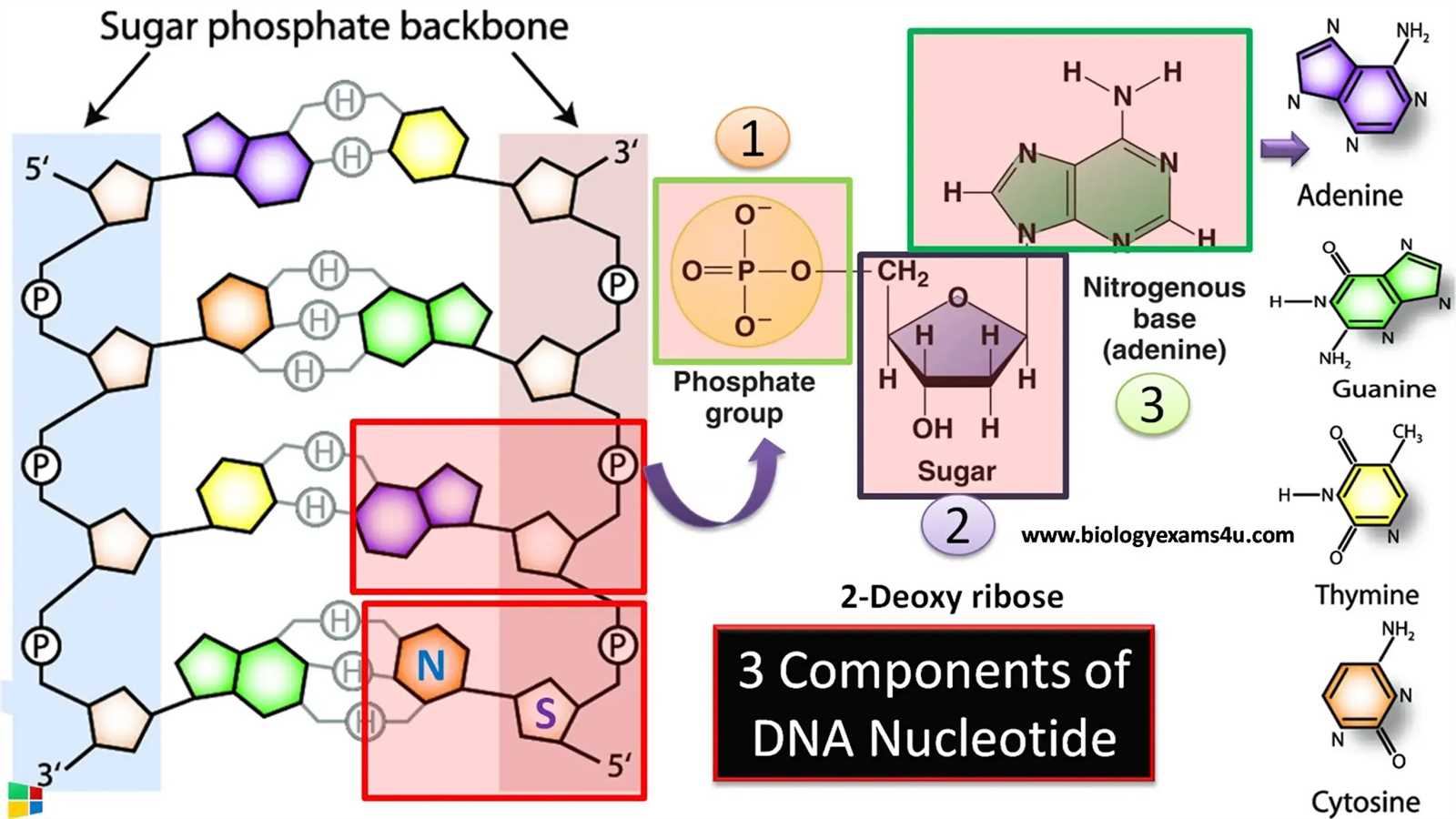 parts of dna diagram