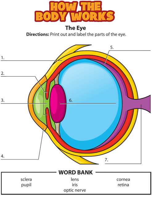 diagram of the parts of the eye