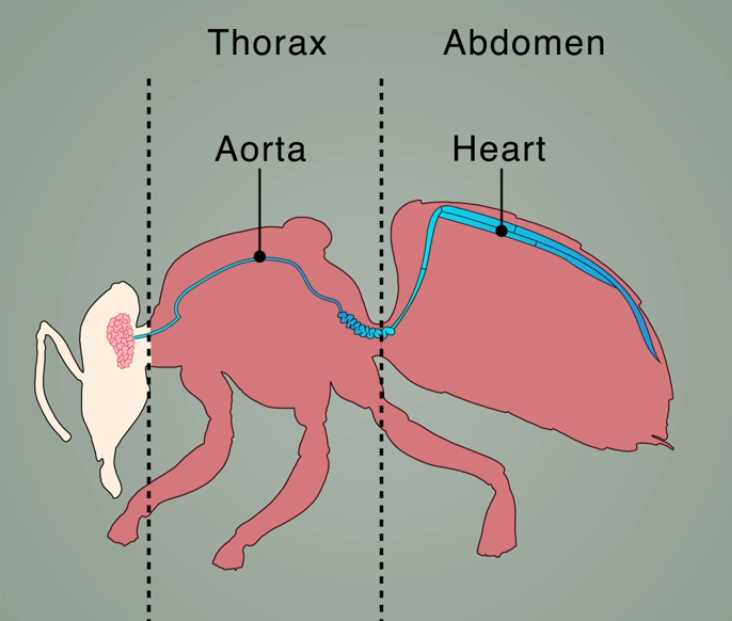 honey bee mouth parts diagram