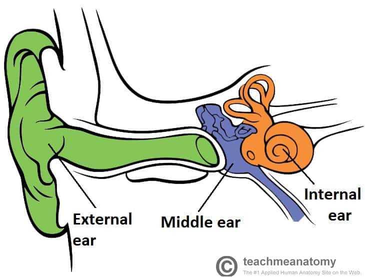 parts of human ear diagram