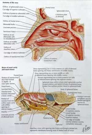 parts of human nose diagram