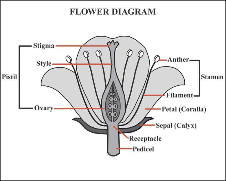 parts of a flower diagram