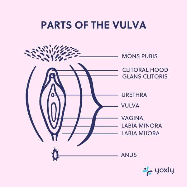 parts of vulva diagram