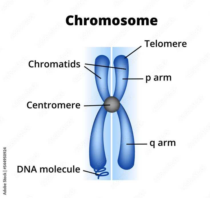 parts of a chromosome diagram