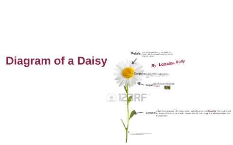 parts of a daisy flower diagram