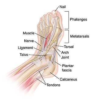 foot diagram body parts