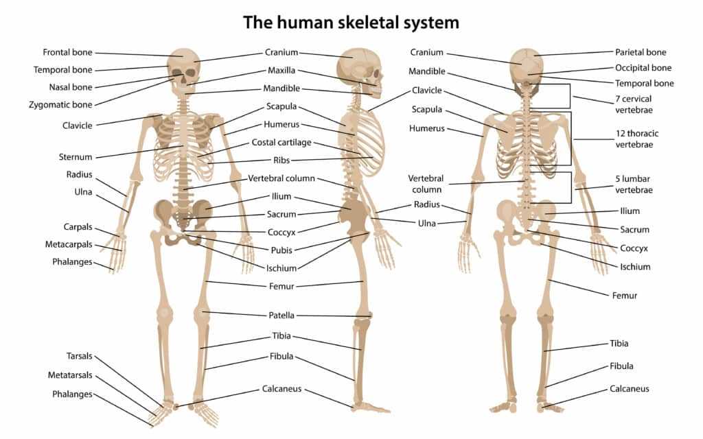 human body parts diagram with names