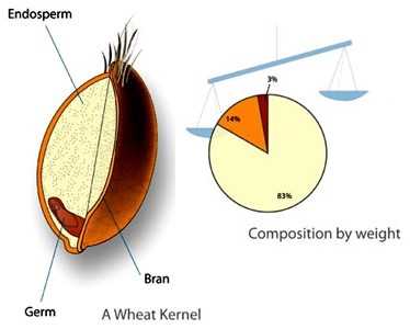 wheat diagram parts