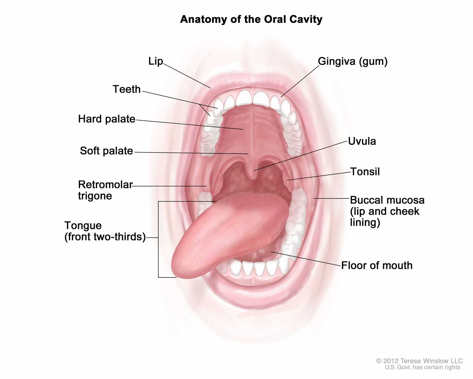 parts of a mouth diagram