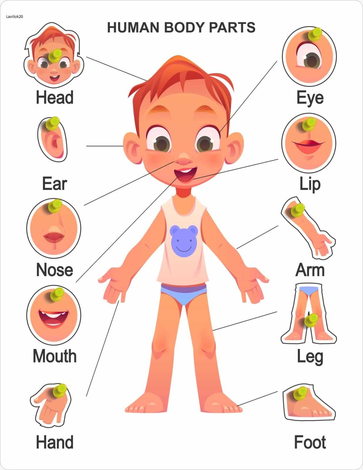 human body parts diagram with names