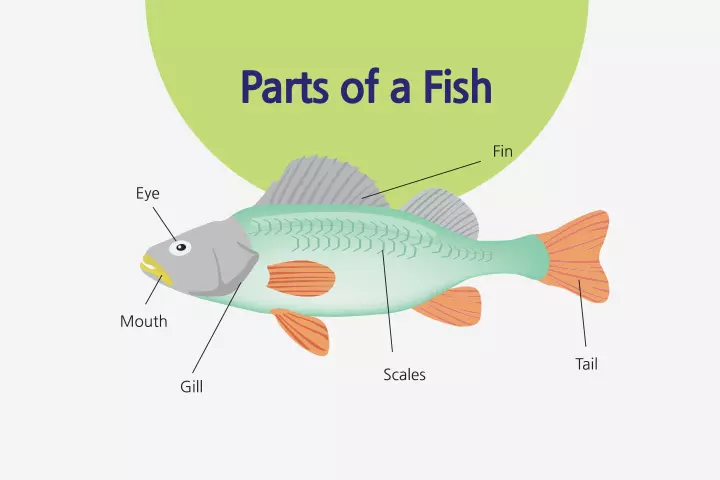 diagram of a fish and its parts