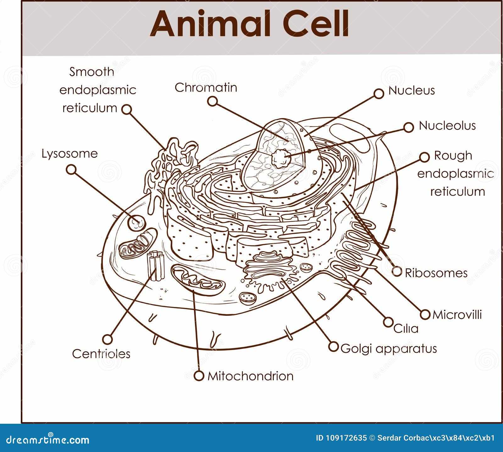 animal cell diagram parts