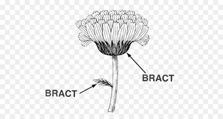 parts of a daisy flower diagram