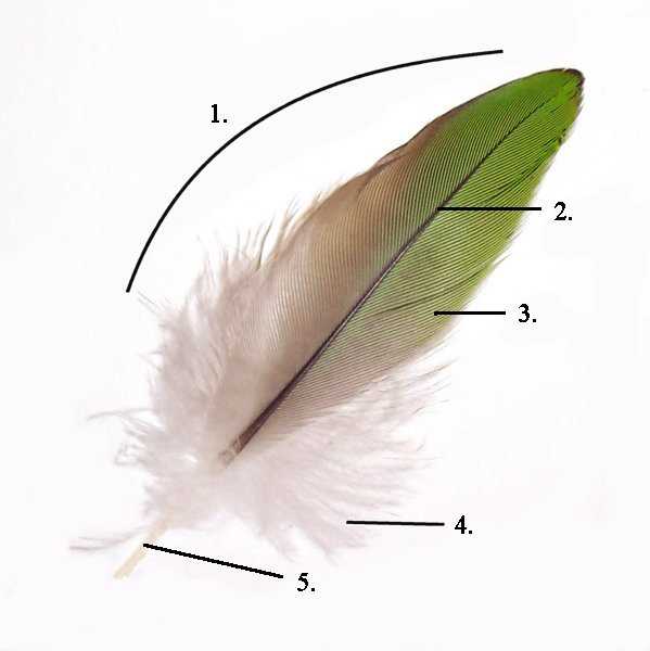 parts of a feather diagram