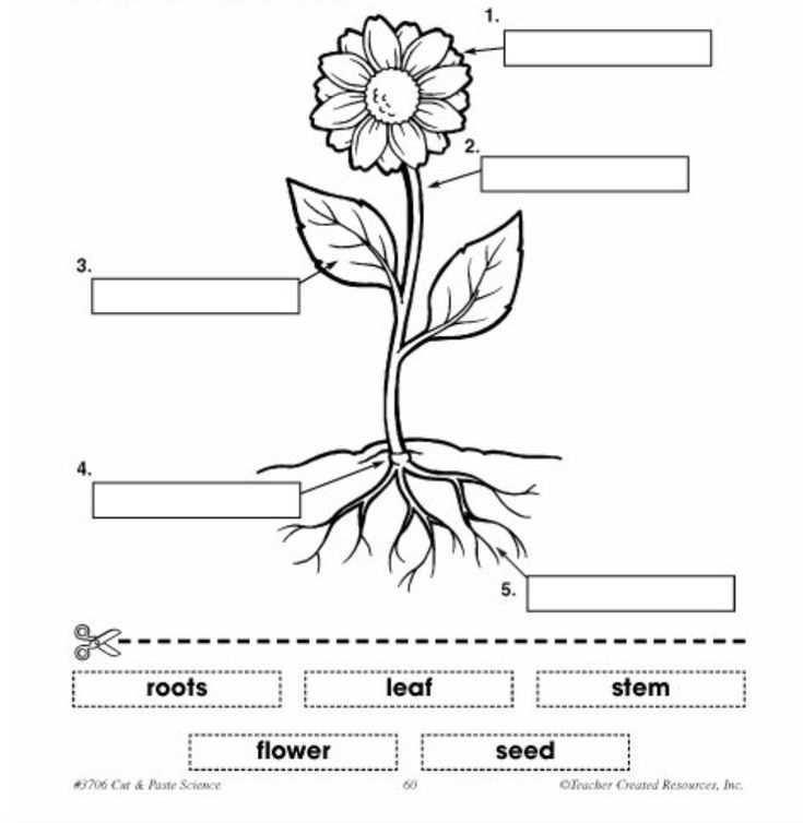 simple parts of a flower diagram